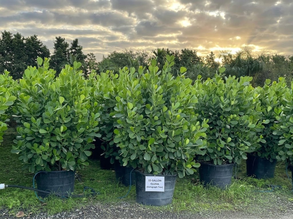 15-gallon Clusia rows at golden hour