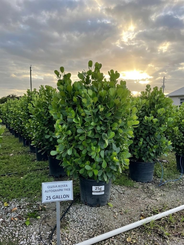 A 25-gallon Clusia rosea with its row sign at sunset