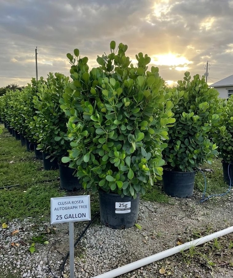 25-gallon Clusia, 6.5 ft, with root-system cutaway