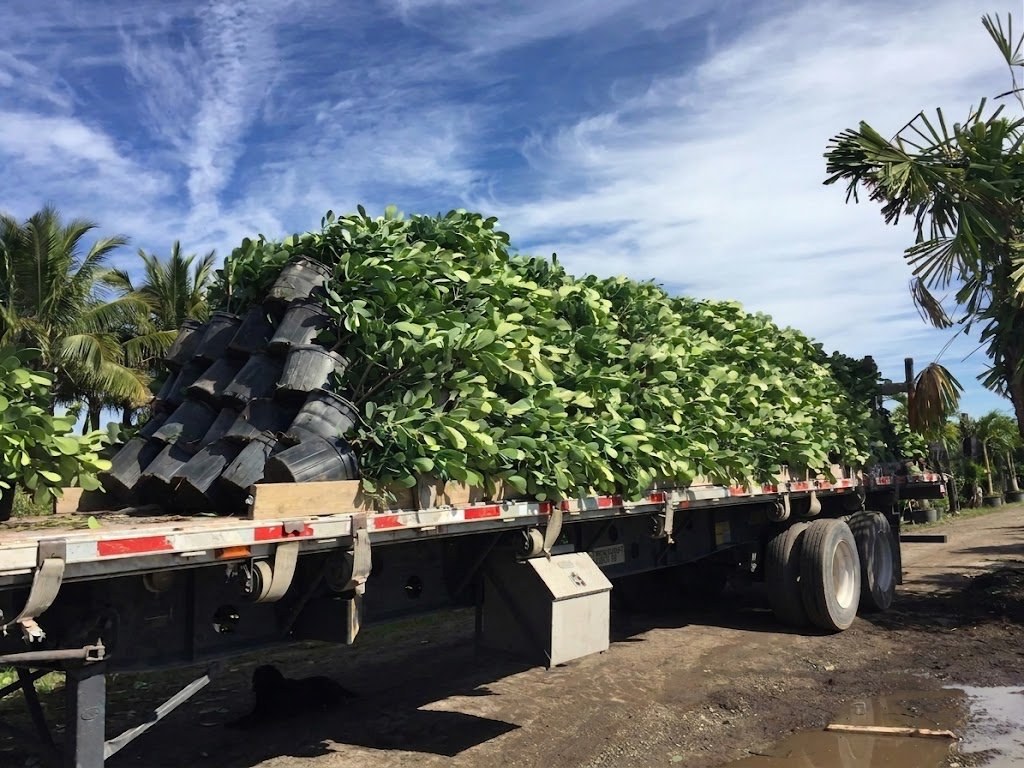 Flatbed trailer loaded with Clusia at the farm